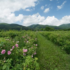Roses – The Rose Valley, Bulgaria